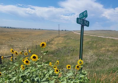 sunflowers-and-sign